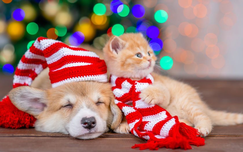 Un perro y un gato descansan cerca de un árbol de Navidad con un gorro de Navidad y una bufanda de Navidad
