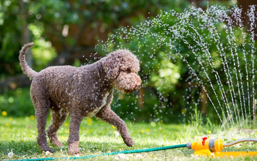 Un perro juega en un jardín con una manguera con aspersor de agua