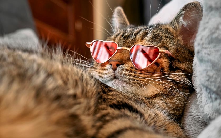 gato acostado usando unos lentes de sol para gato
