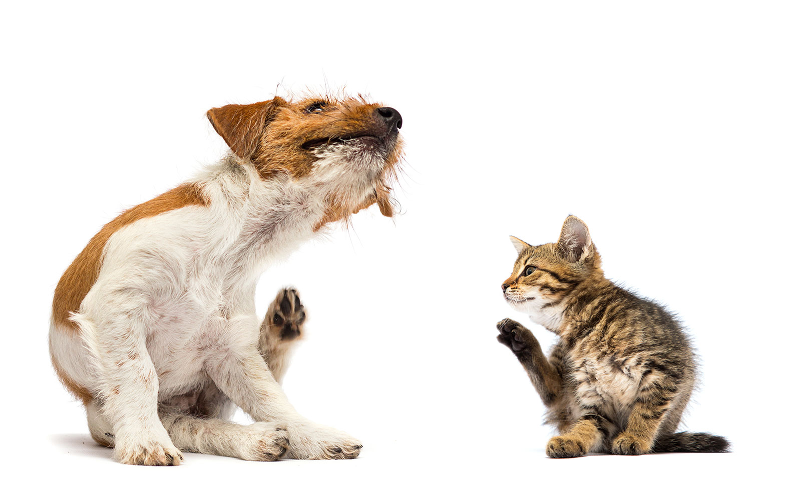 Dermatitis atópica: Conoce los efectos de las altas temperaturas en la piel de perros y gatos