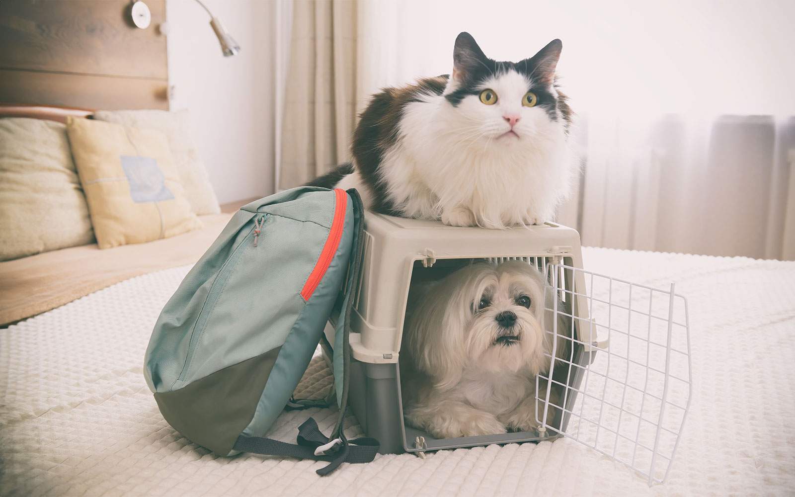 Viajes con mascotas: ¿Cómo saber si tu peludo está preparado para acompañarte?