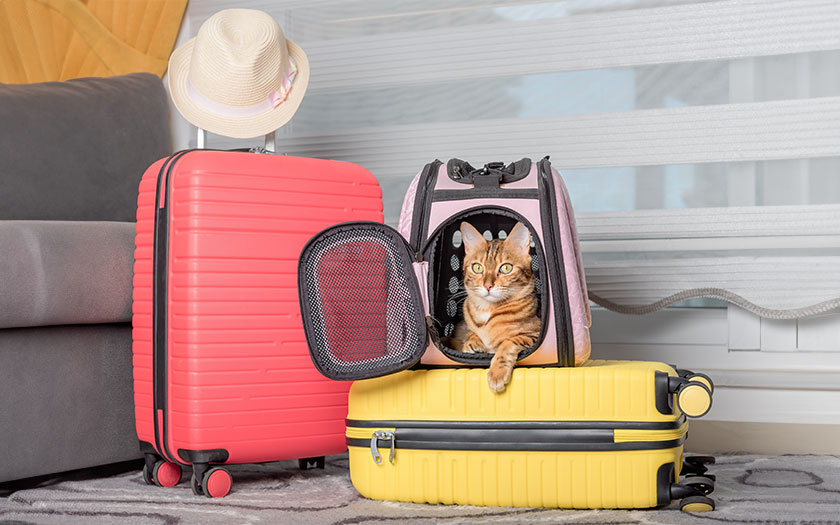 gato en una caja transportadora rosada sobre una maleta amarilla y al lado de una maleta rosada con un sombrero encima, listo para hacer viajes con mascotas