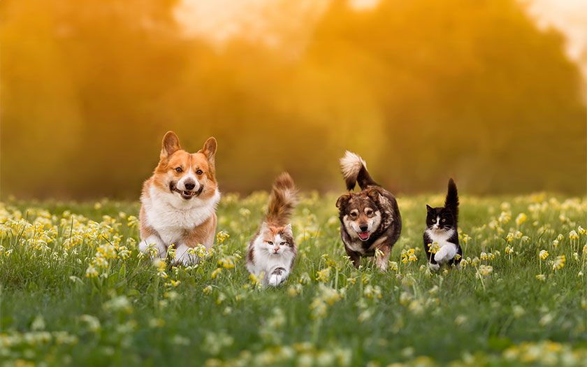perros y gatos corriendo juntos en un campo de cesped y margaritas al atardecer