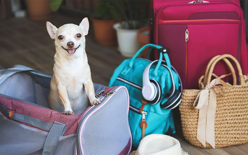 Un perro chihuahua feliz en su mochila transportadora junto a equipaje variado