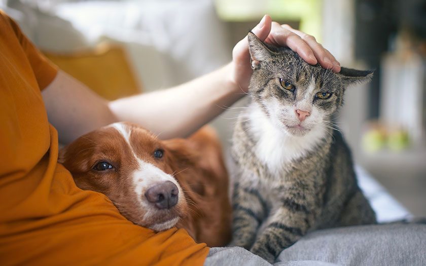 Un hombre acaricia a un gato que está acostado en su regazo junto a un perro