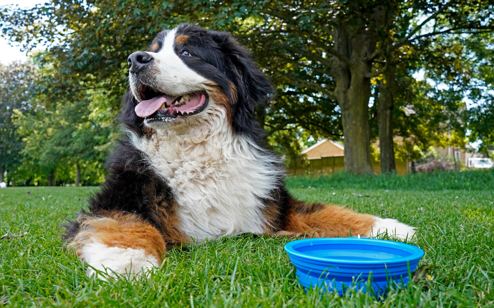 4 productos esenciales para enfrentar las olas de calor junto a tu perrito