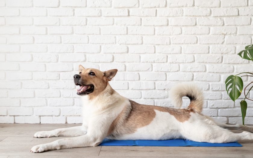 Perro grande de colores café con blanco feliz estirado en una manta fría en una casa con paredes de ladrillo