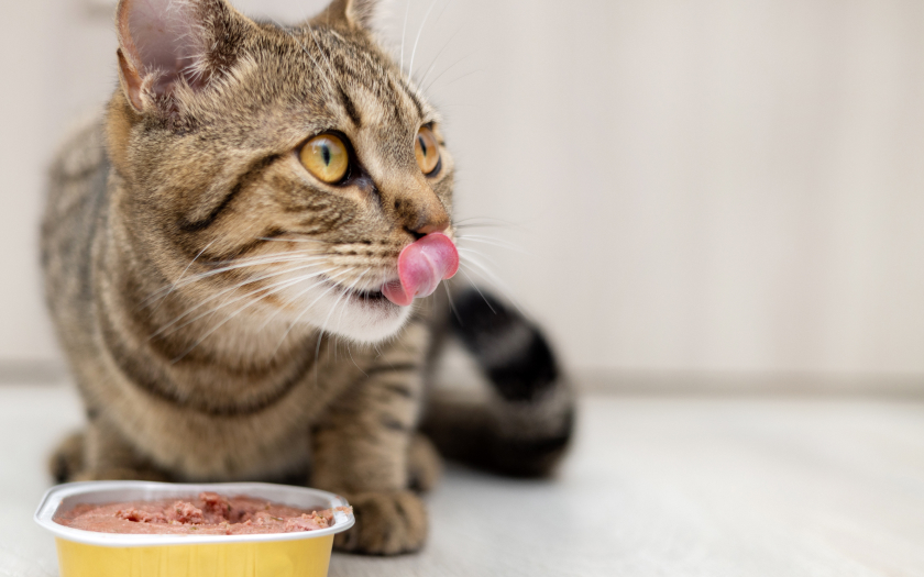 gato come comida húmeda para gatos en el día del gato