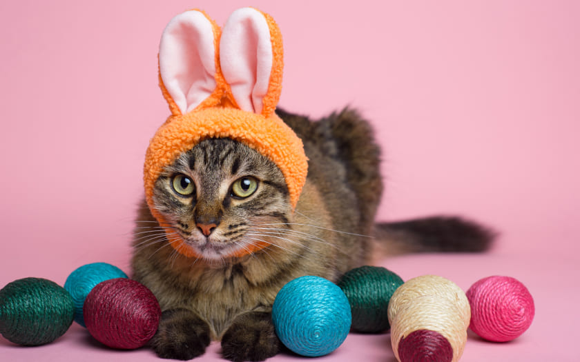 un gato café con rayas recostado usando orejas de conejo junto a unos huevos de yute para celebrar la pascua del conejo