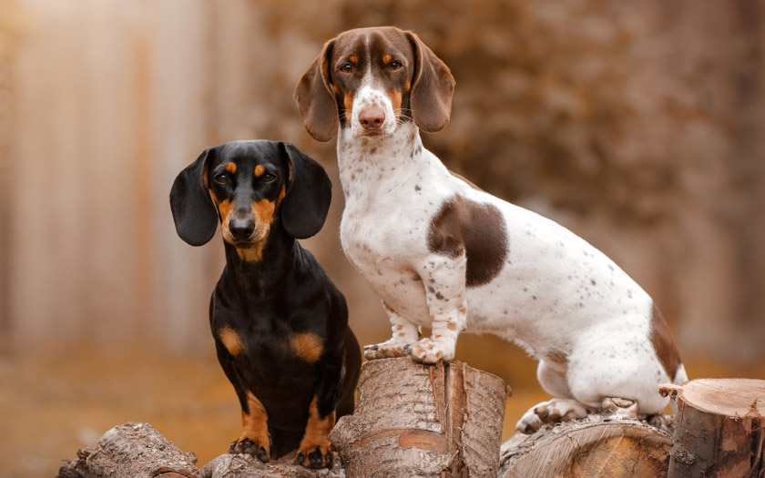 dos perros salchicha mirando a la cámara, un perro salchicha negro con café y un perro salchicha blanco con café