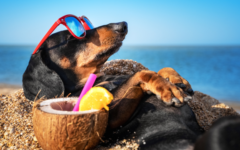 un perro salchicha o dachshund en la playa tomando sol con lentes de sol y una bebida de coco