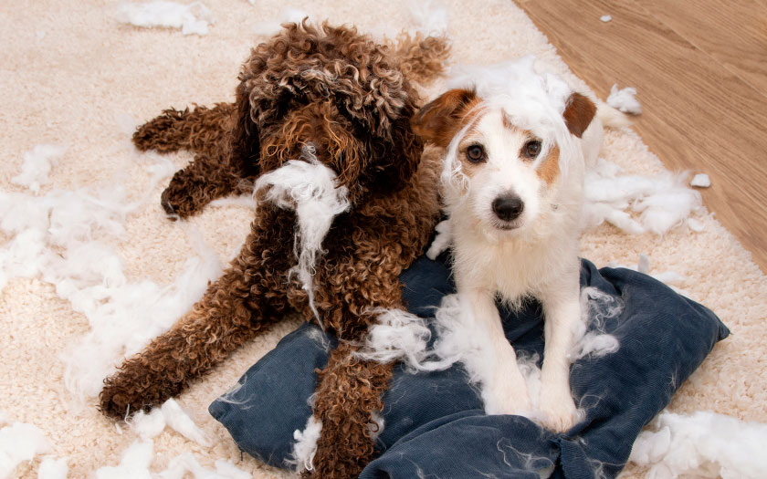 un perro peludo café junto a un perro blanco mirando a la cámara después de destrozar una almohada