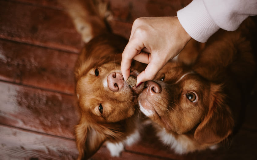 dos perros cafés con blanco acercan sus narices a la mano de una persona que les ofrece snacks para perros o treats