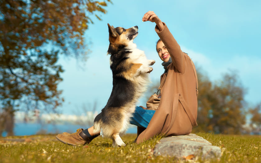 una mujer le ofrece un snack para perro o treat a un perro blanco con café, el cual se acerca a su mano parándose en dos patas