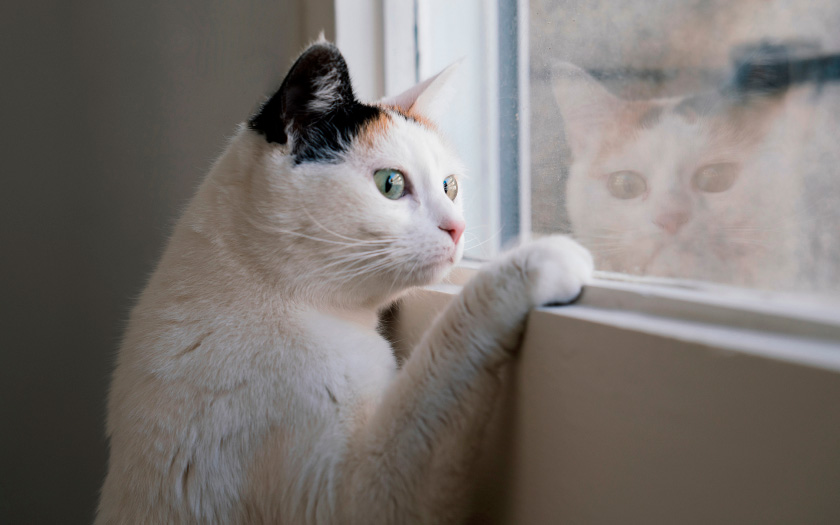 un gato blanco con orejas negras y naranjas mira por la ventana con una pata apoyada en el canto