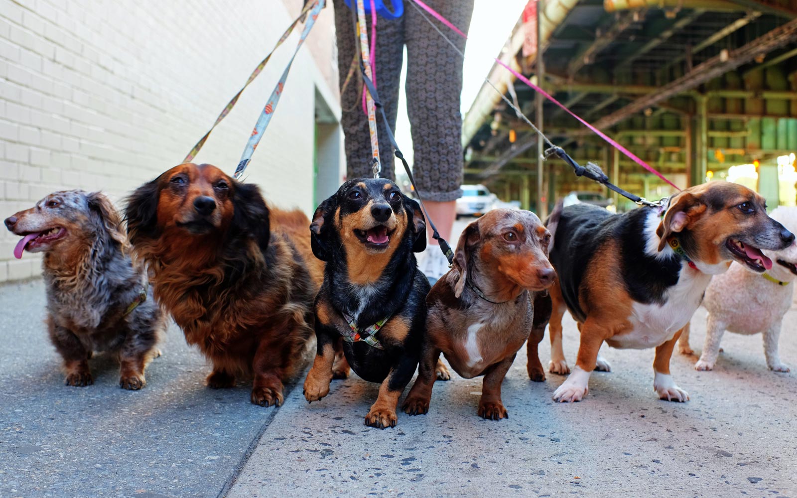 3 cosas que tienes que saber para cuidar a un perro salchicha