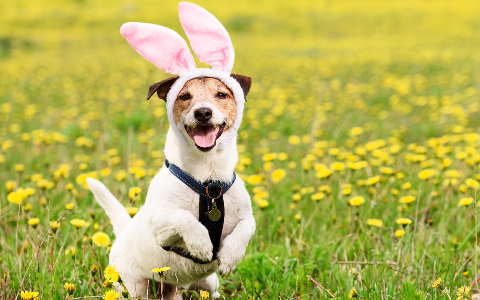 Guía para una Pascua del Conejo divertida y segura con tus perros y gatos