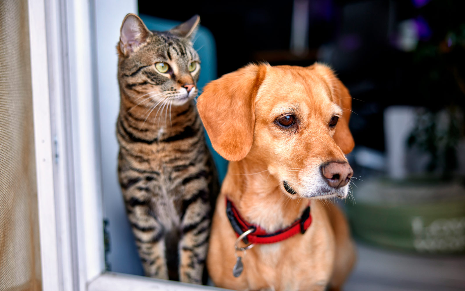 ¿Qué es la ansiedad por separación en mascotas y cómo evitarla?