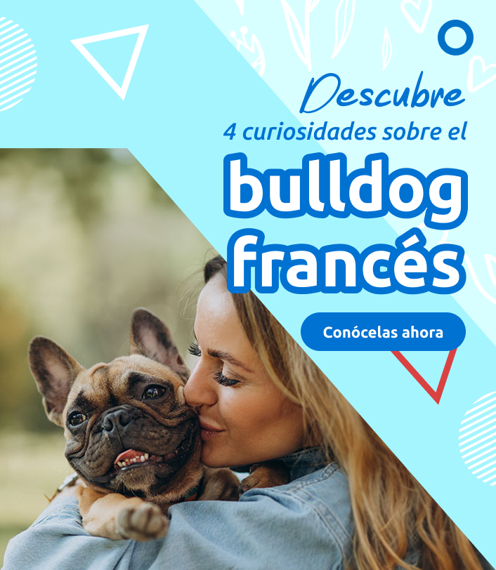 Bulldog-frances_mobile