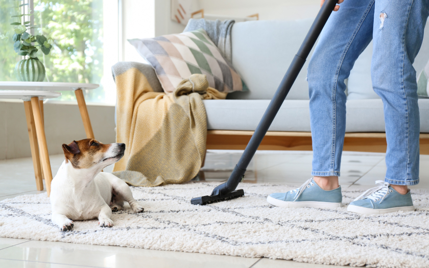 una persona limpia una alfombra con una aspiradora para pelos de gato y perro, mientras un perro blanco con café la mira fijamente