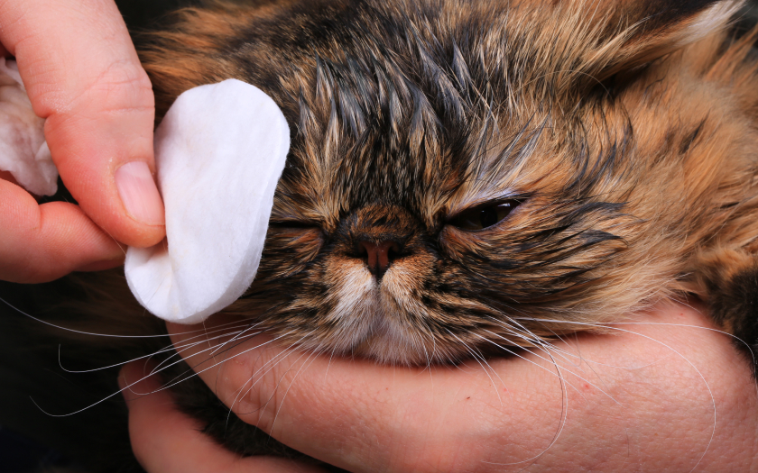 una persona limpia los ojos y lágrimas de un gato persa café 