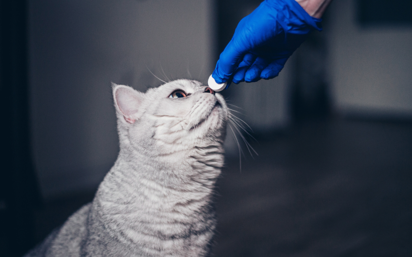 un gato gris huele una pildora que sostiene una persona con guantes azules