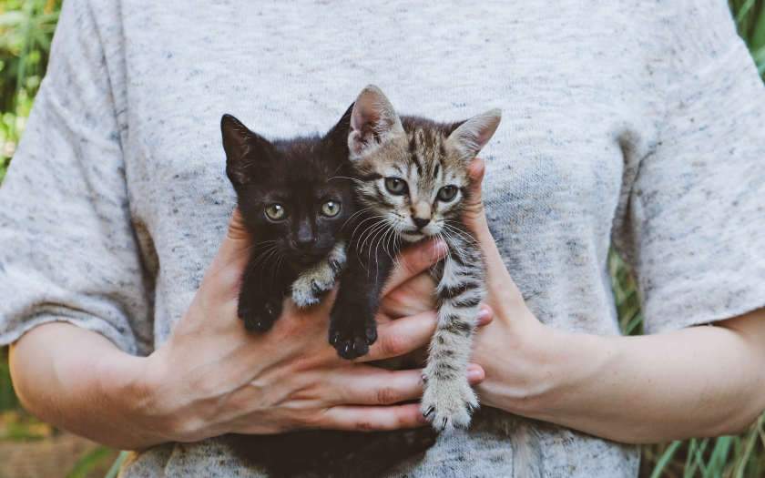 una persona sostiene a dos gatitos bebés, uno con rayas y el otro negro