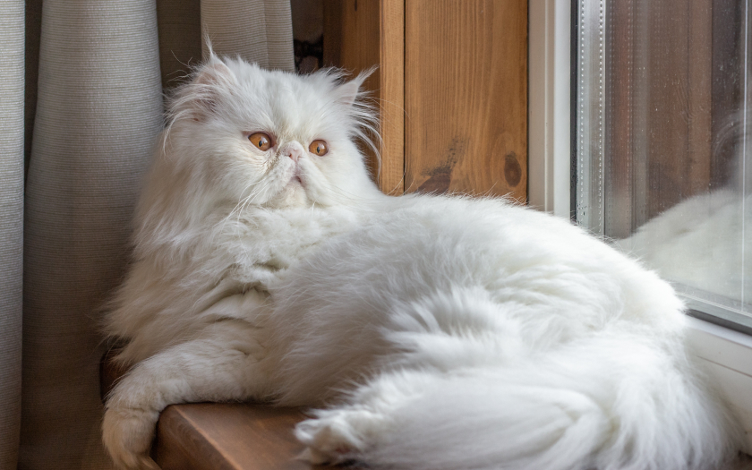 un gato persa blanco acostado mirando por la ventana