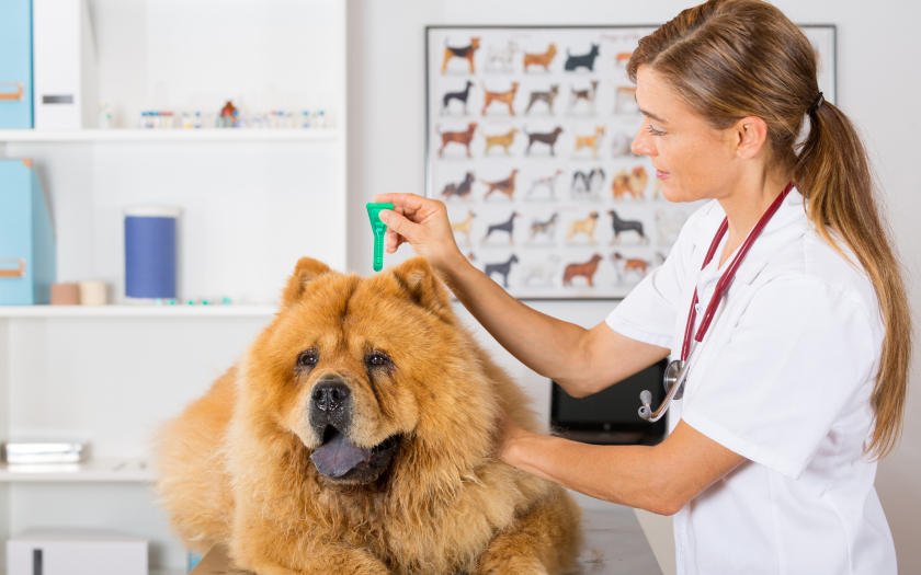 un perro de raza chau chau acostado en el mesón de una consulta veterinaria mientras una veterinaria le aplica una pipeta para desparasitación de perros
