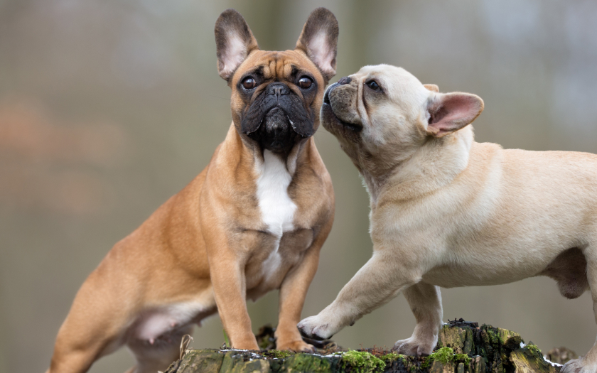 dos perros bulldog francés sobre un árbol cortado: uno café claro con blanco y la cara negra y el otro de color crema