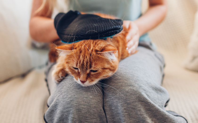 una persona usa un guante quitapelo para mascotas para acariciar a un gato naranjo
