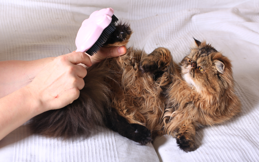 un gato persa café acostado mientras su amo le cepilla las patas