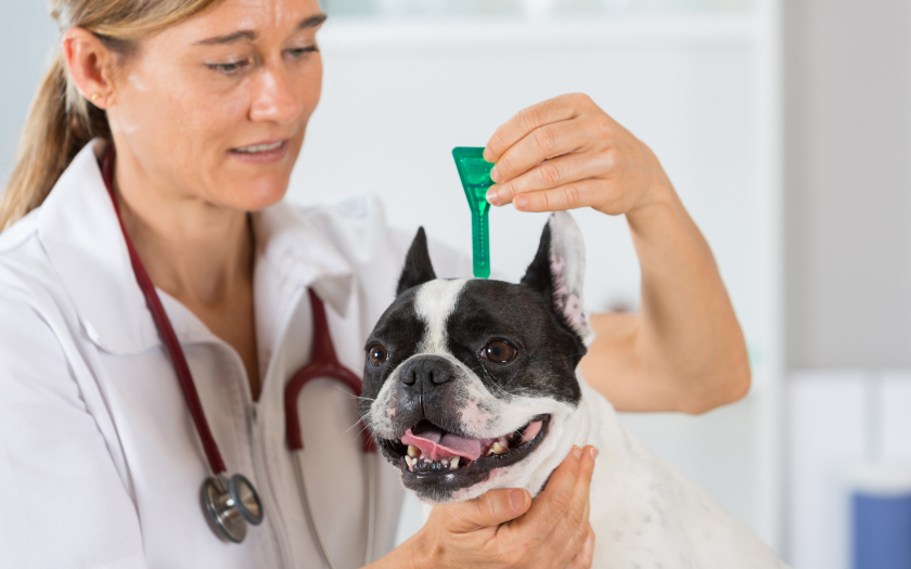 una veterinaria aplica una pipeta desparasitaria a un perro de raza bulldog francés