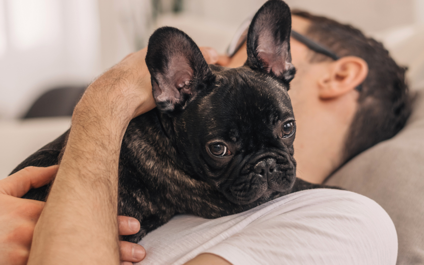 un hombre acostado abraza a un perro bulldog francés que está sobre él