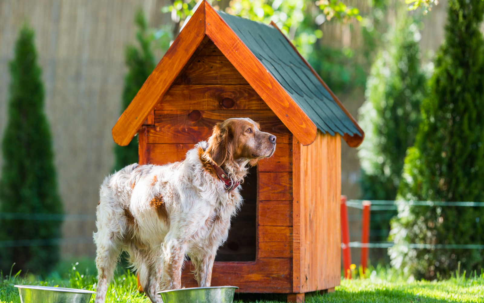 Cómo elegir una casa para perros perfecta para tu regalón