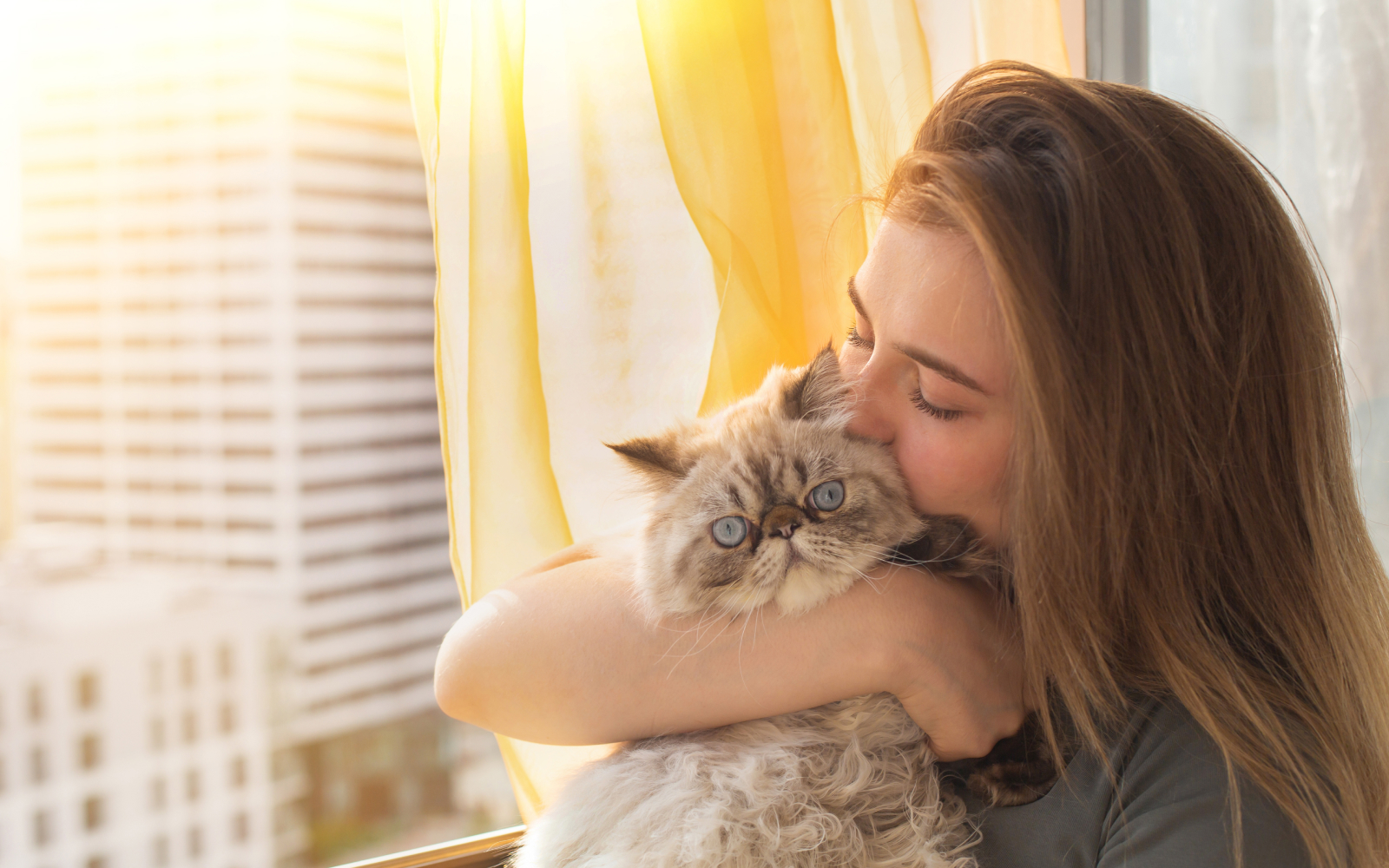 5 curiosidades sobre el gato persa