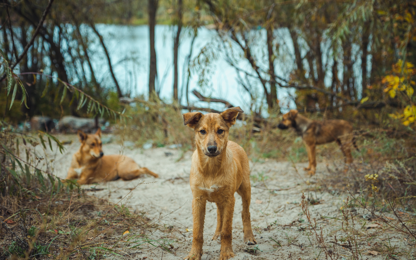 Rechazan proyecto que permitía la caza de perros asilvestrados