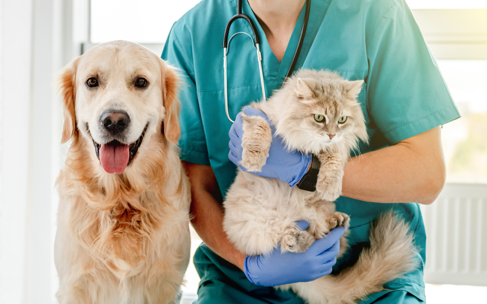 Consejos esenciales para la desparasitación de perros y gatos