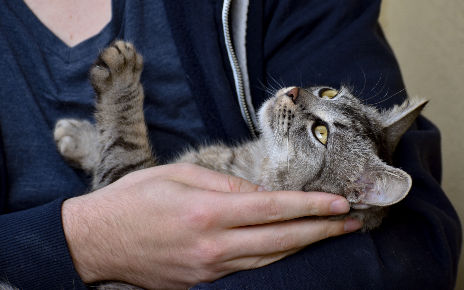 ¿Buscas una vida junto a un michi? Participa de una jornada de adopción de gatos en el Parque Bustamante