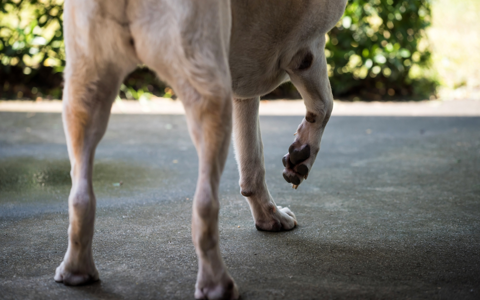 Congreso debate posible caza de perros asilvestrados