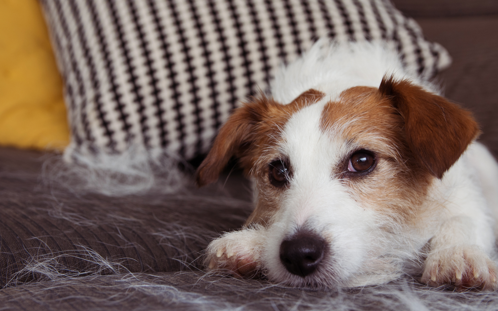 4 formas de lidiar con los pelos de gato y perro en casa