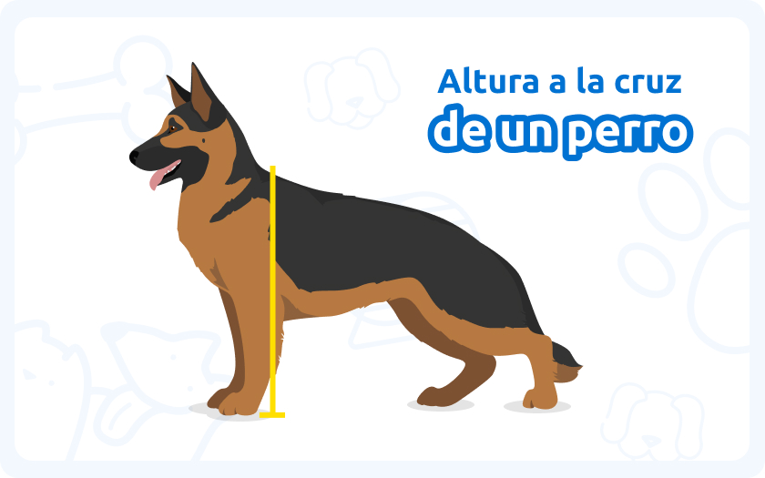 Cómo media la altura a la cruz de un perro