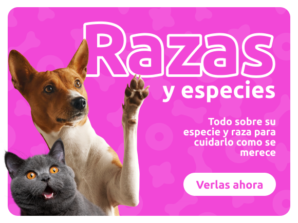 Principales razas de gatos, perros y aves