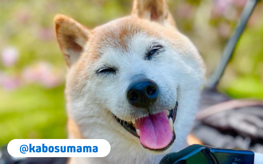 perrita de raza shiba inu sonriendo