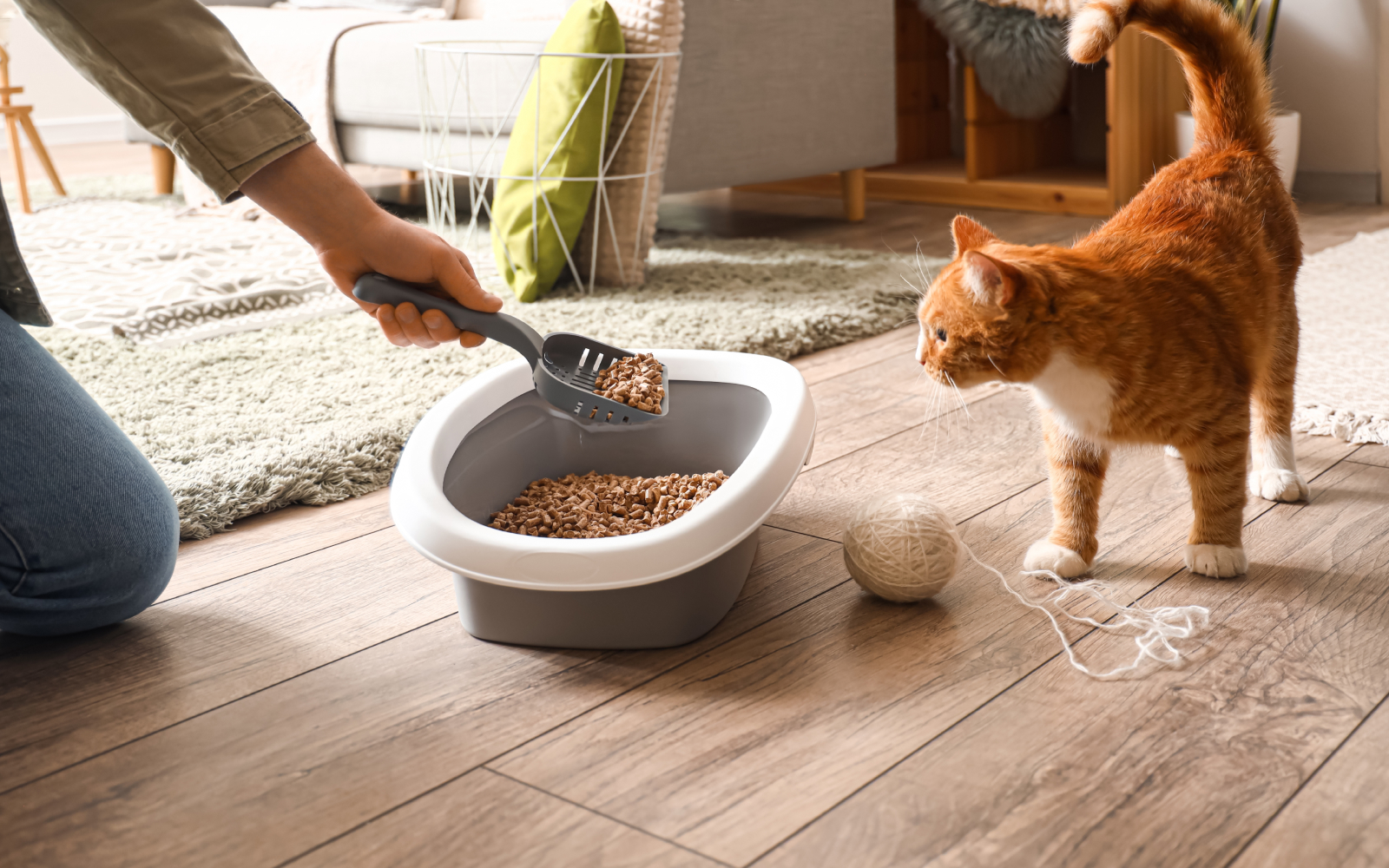 ¿Qué arena sanitaria para gato elegir para tu michi?