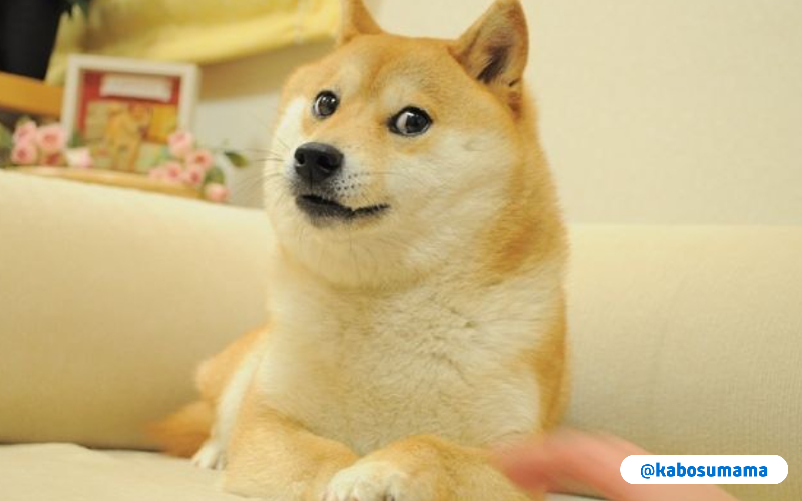 Conoce la historia de Kabosu, la perrita de raza shiba inu que inspiró el meme Doge y una criptomoneda
