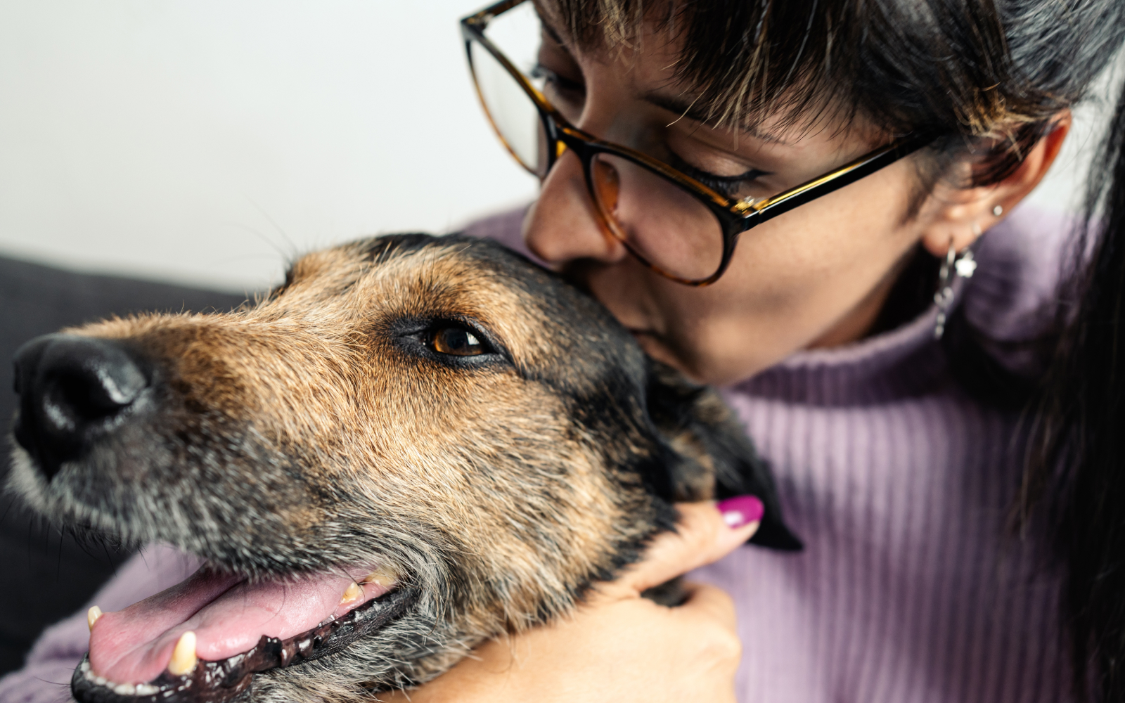 Perros quiltros: 3 ideas para celebrar el día del perro sin raza