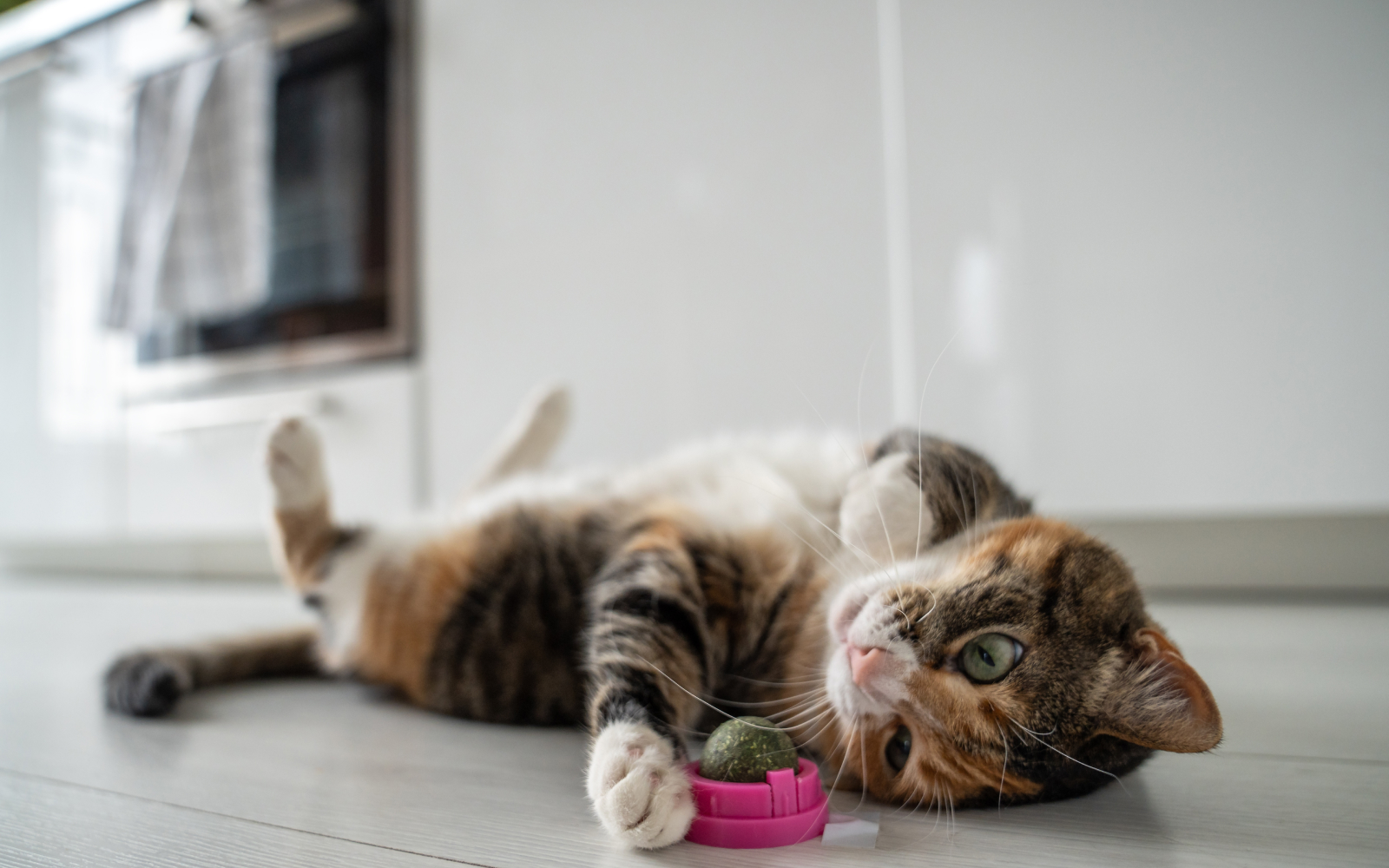 ¿Es lo mismo el catnip que la hierba gatera? Descúbrelo y aprende sobre sus beneficios