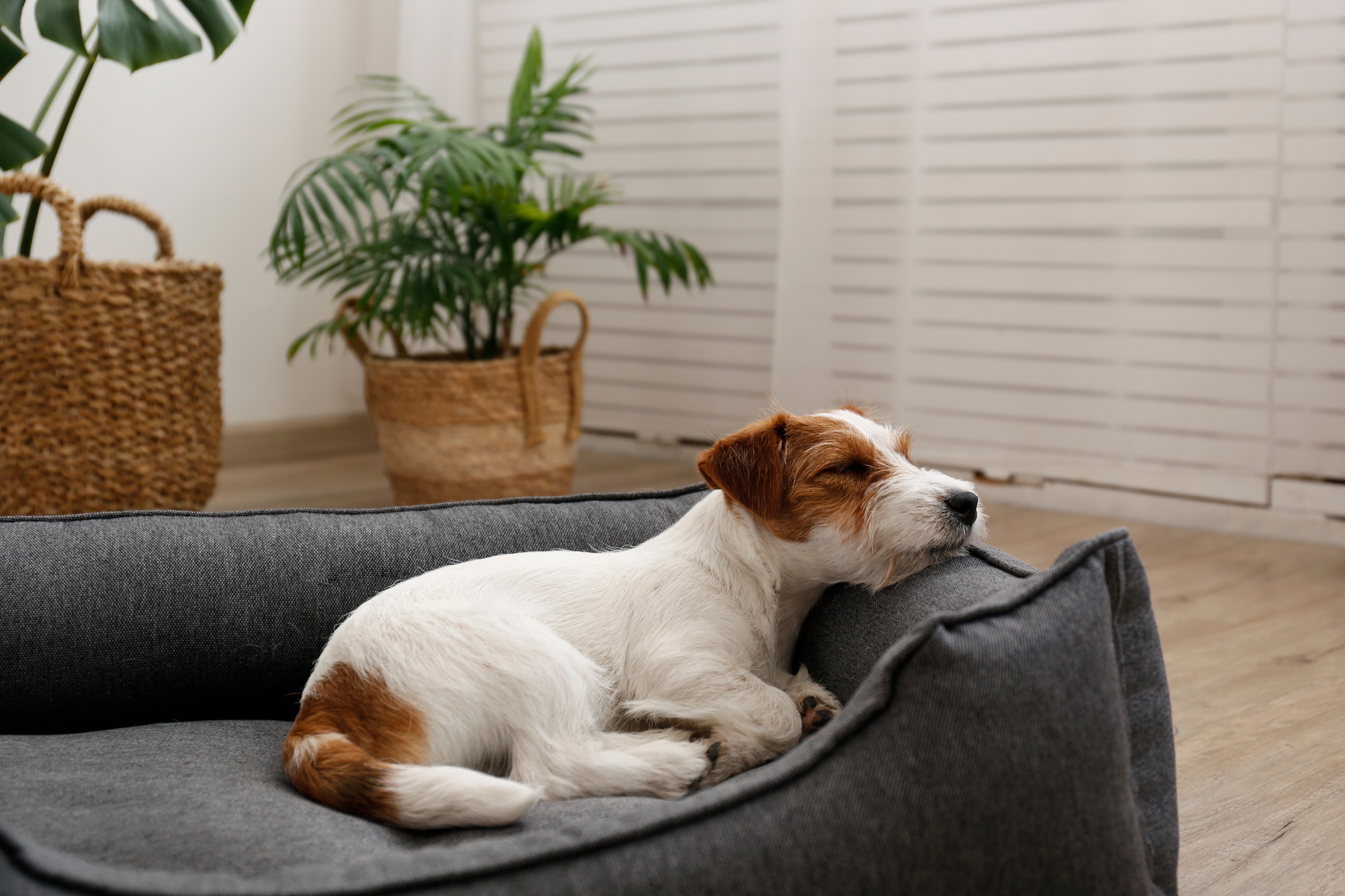 4 tipos de camas para perro que le van a encantar a tu regalón
