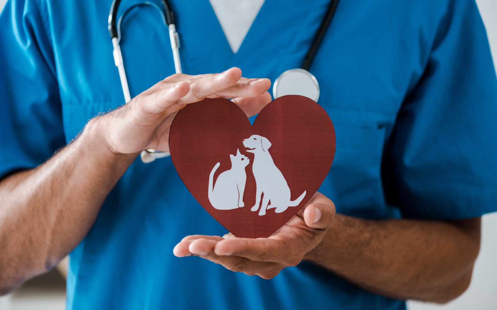 ¿Qué chequeos del médico veterinario necesita tu perro o gato y cada cuánto?